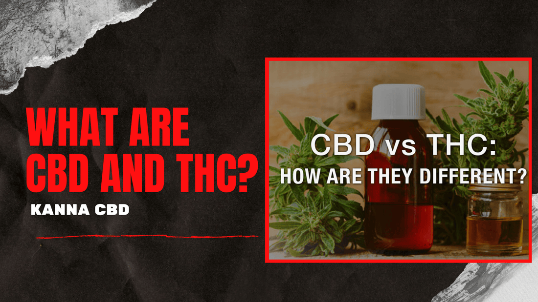 CBD vs. THC: How Are They Different kanna cbd