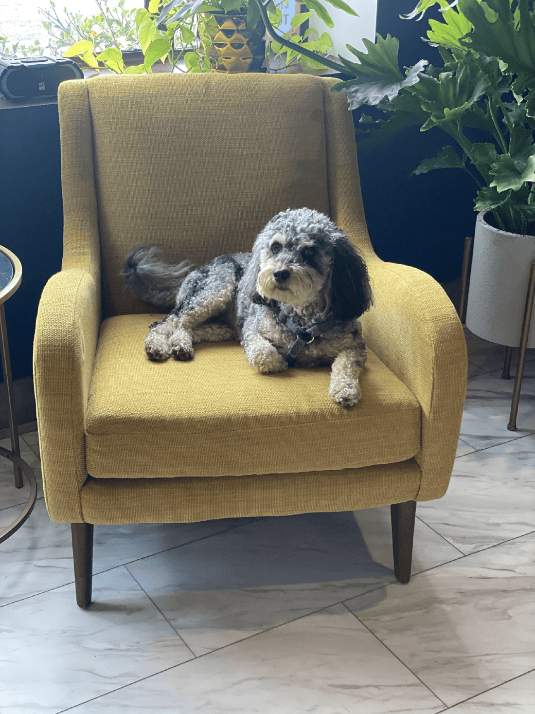 An Effective and Natural Treatment for Pets - CBD Oil - KANNA