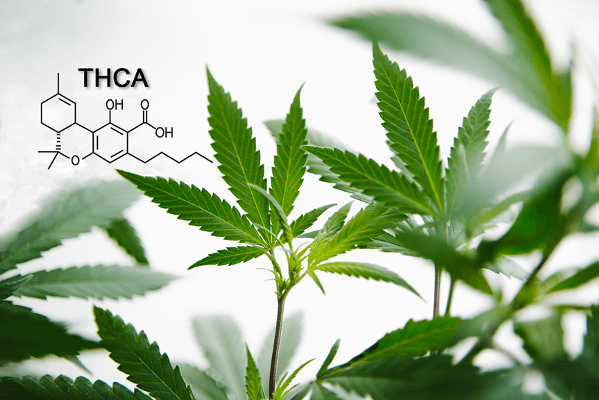 What Is THCa and How Is It Legal?