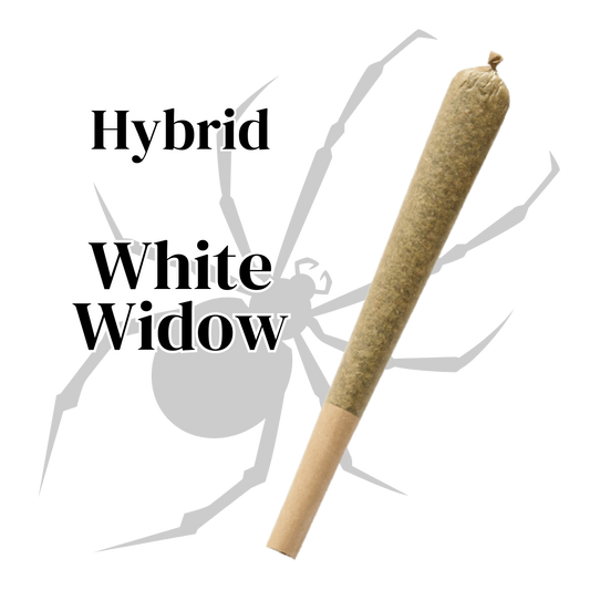 White Widow THCa Preroll - Hybrid