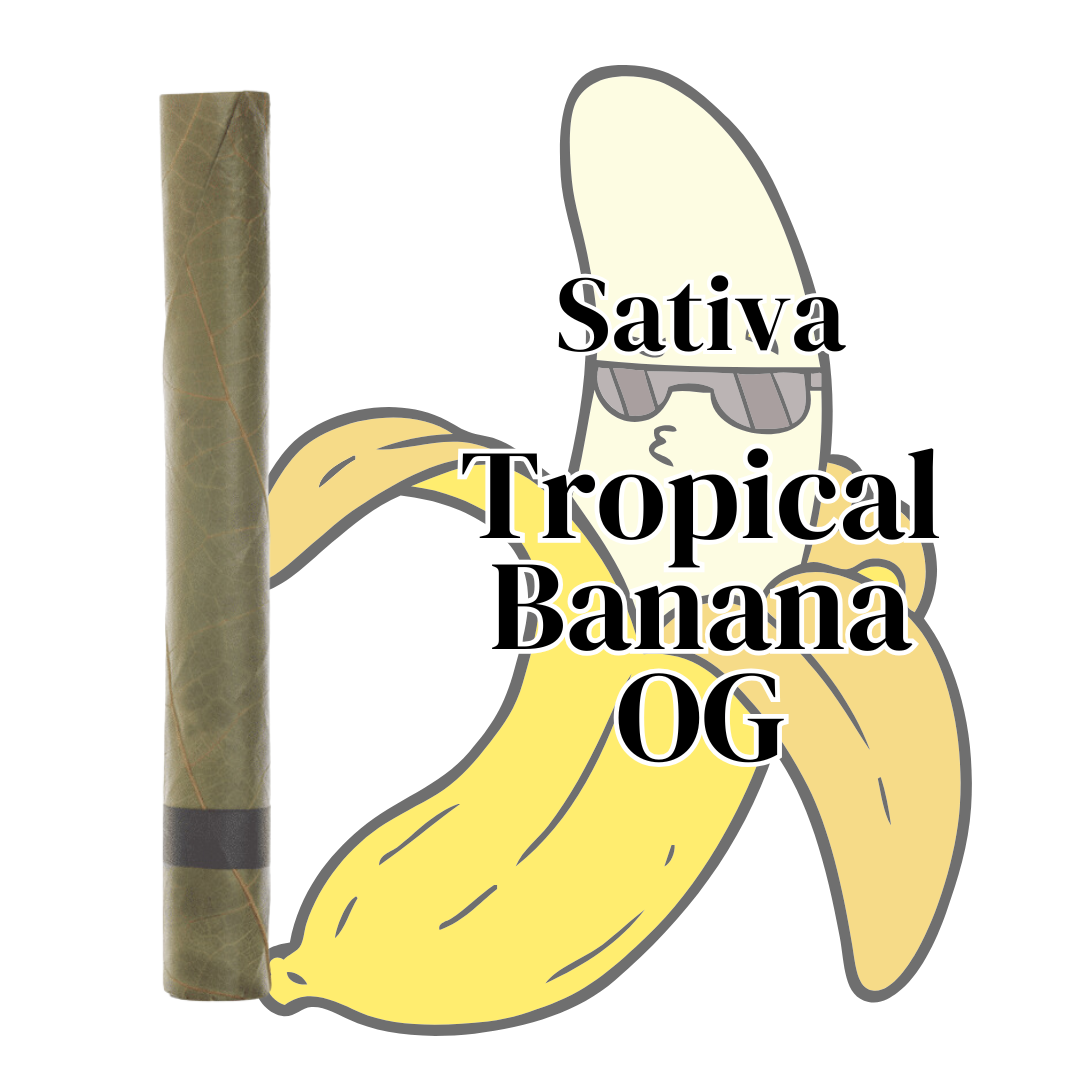 Tropical Banana Blunt THCa Strain